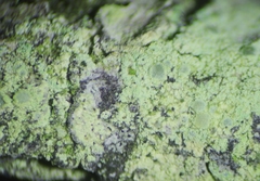 Lecanora expallens