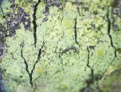 Lecanora expallens
