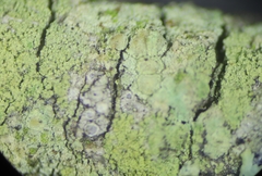 Lecanora expallens