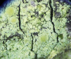 Lecanora expallens