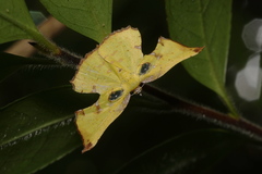 Corymica arnearia