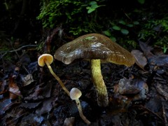 Cortinarius cuphomorphus