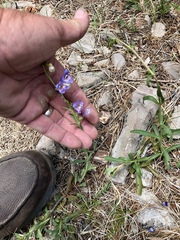 Penstemon neomexicanus
