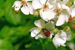 Phyllopertha horticola