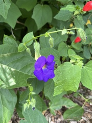 Thunbergia battiscombei