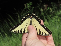 Papilio appalachiensis