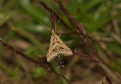 Diasemia accalis