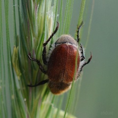 Chaetopteroplia segetum