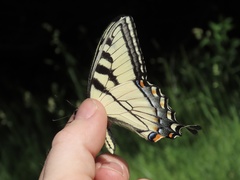 Papilio appalachiensis