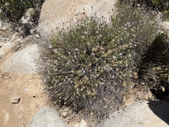 Monardella stoneana