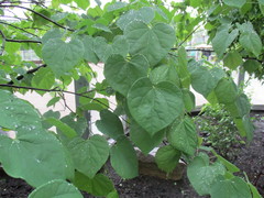 Cercis canadensis