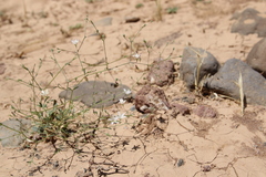 Gypsophila capillaris