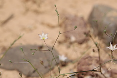 Gypsophila capillaris