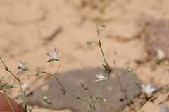 Gypsophila capillaris