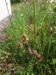 Sanguisorba minor