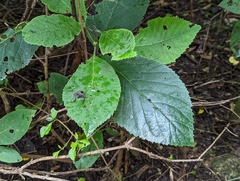 Ehretia dicksonii