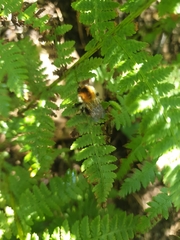 Bombus pascuorum