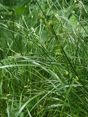 Carex remota