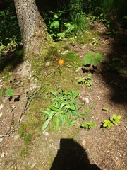 Pilosella aurantiaca