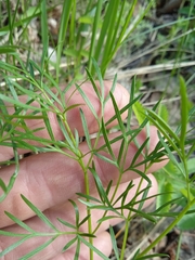 Kadenia dubia
