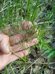 Kadenia dubia