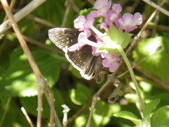 Erynnis tristis