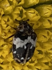 Anthrenus pimpinellae