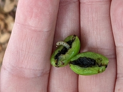 Grapholita funebrana