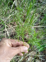 Kadenia dubia