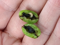 Grapholita funebrana