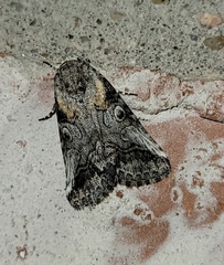 Aleptina inca