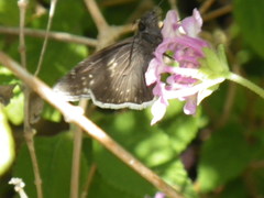 Erynnis tristis