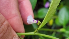 Pombalia linearifolia