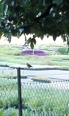 Phoenicurus phoenicurus