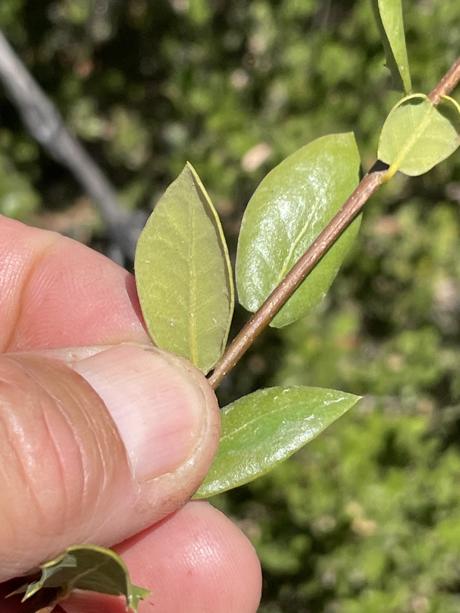 Quercus cedrosensis