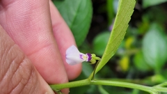Pombalia linearifolia