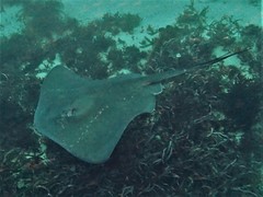 Smooth Stingray photo 3