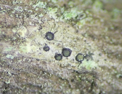 Cresponea chloroconia