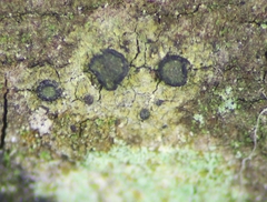 Cresponea chloroconia