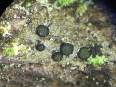 Cresponea chloroconia