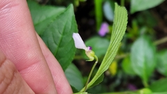 Pombalia linearifolia