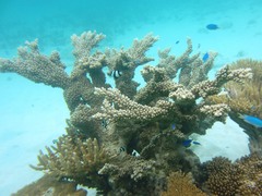 Acropora sarmentosa