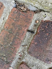 Camponotus pennsylvanicus