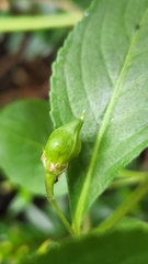Pombalia linearifolia