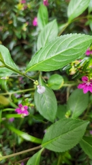 Pombalia linearifolia