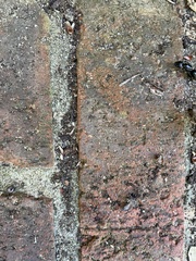 Camponotus pennsylvanicus