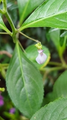 Pombalia linearifolia