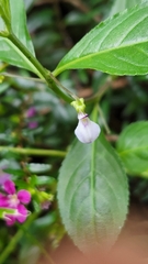 Pombalia linearifolia