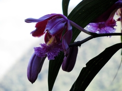Sobralia dichotoma