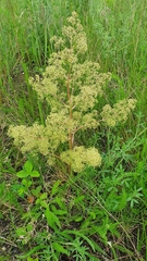 Trinia multicaulis